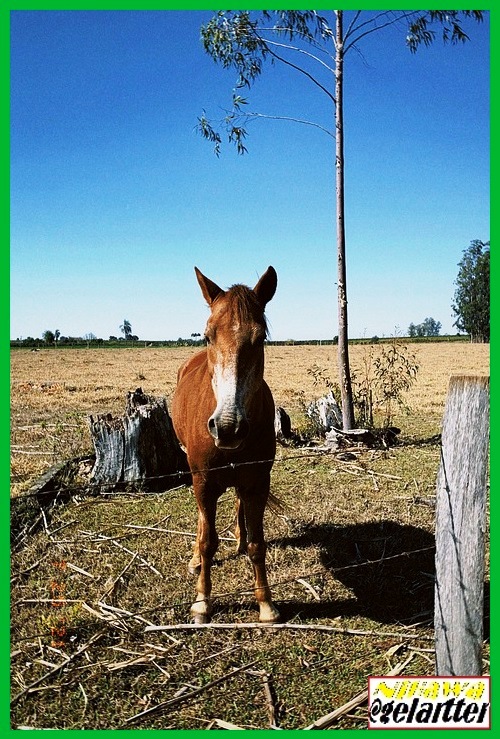 La paciencia es el medio a través del cual podemos acceder a todo aquello que somos capaces de abarcar.
