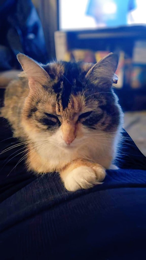 Sleepy. #CatsOfTwitter