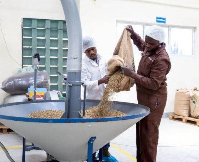 NLAgriKenya's tweet photo. Samen met verschillende partners werkt @Agriterra aan de ontwikkeling van een koolstofarme koffieketen.
➡️ https://t.co/jG9H0yf8QI
#Kenia #koffie #koolstofarm #biocompost #biomest https://t.co/EtmN9Mkk6Q