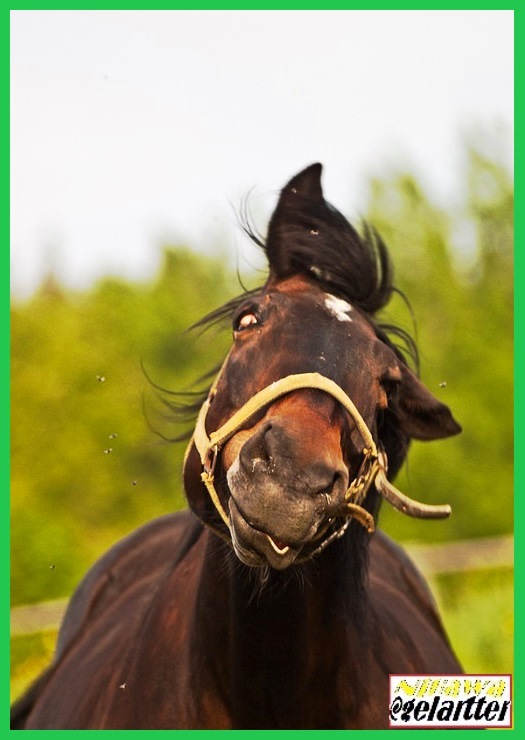 El simple hecho de ser nosotros mismos no implica que nos resulte más fácil conocernos.