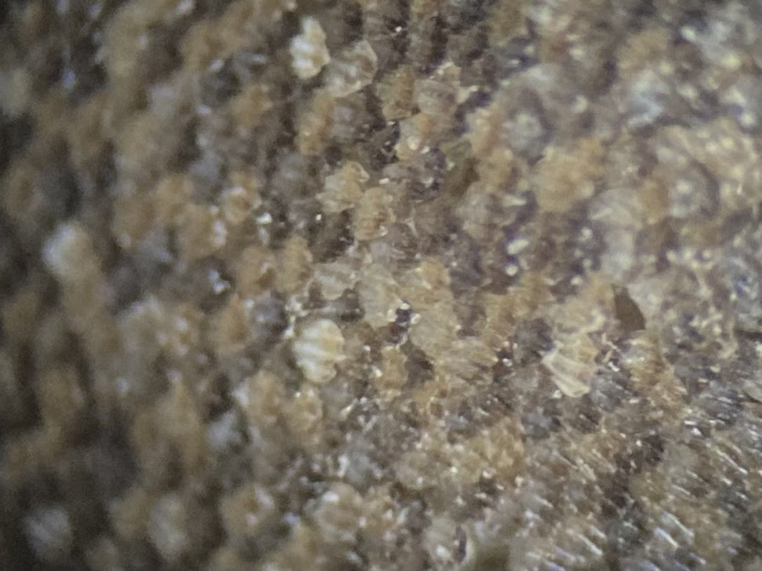 シーラカワスの鱗とサメ🦈 tweet media