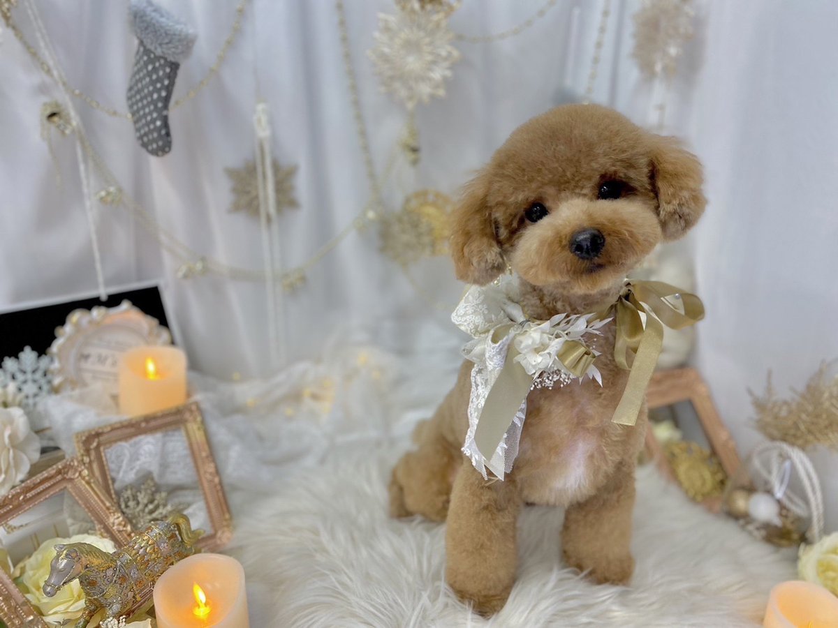 haruka yoshidaの愛犬をご紹介🐶
ロイズです🐶
おめかしロイズをお届けです☺️❤️‍🔥
#はるはるコンビ
#ドンラジ
#donkmodel
#ラジオ
#愛犬