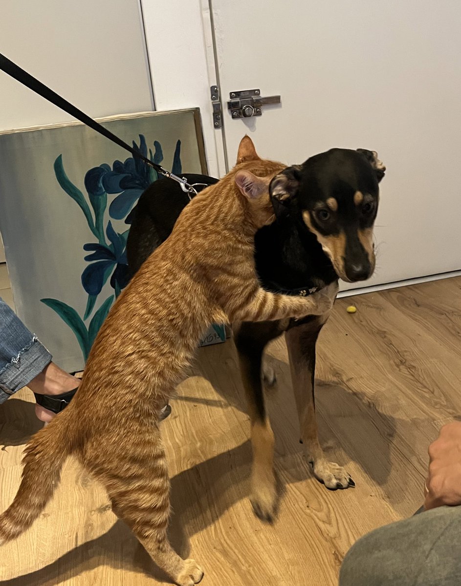 LenaNarvay's tweet photo. Mi gatito y mi perra no se veían hace una semana y se ve que él la extrañó mucho 🥹❤️ https://t.co/IKyW01etQ2
