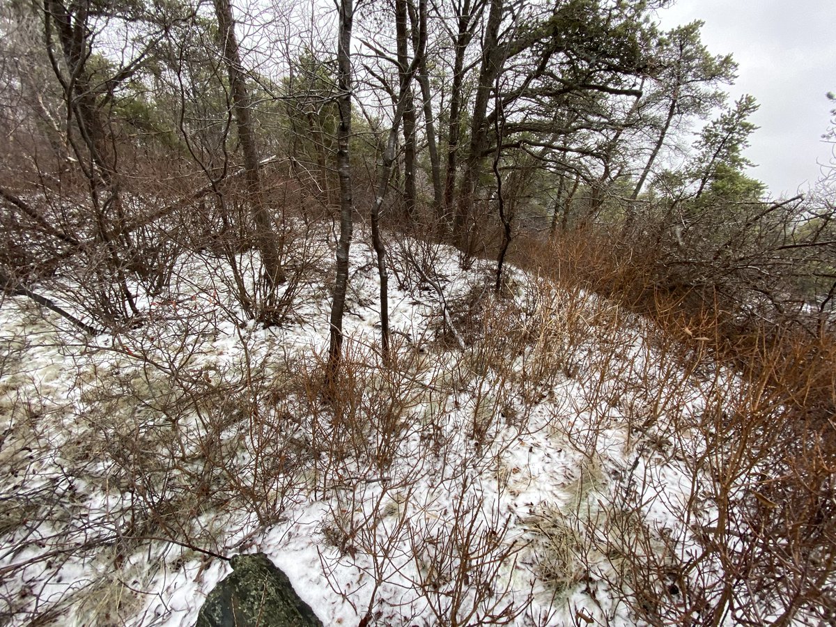 Crappy day, but I found intact earthworks and building remains at the Purcell’s Cove HAA site