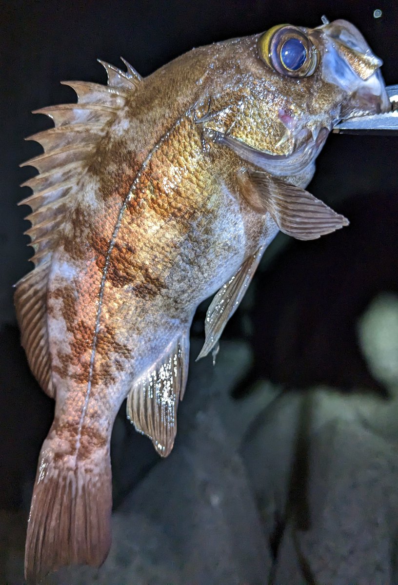 takki22angler's tweet photo. メバリング2日連続釣行🎣
昨日の同じポイントに向かうとボイルもあっていい感じ
サイズUP&8キャッチでした
#メバル
#NonModo
#MAGBITE
#BOOTYSHAKE
#DAIWA
#月下美人 https://t.co/AxBNhQSkhG