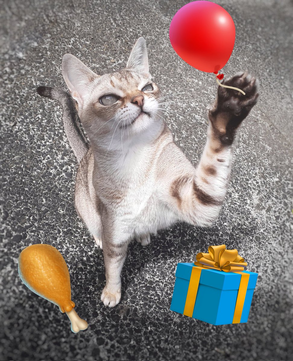cat_yawns 𓃠 tweet media
