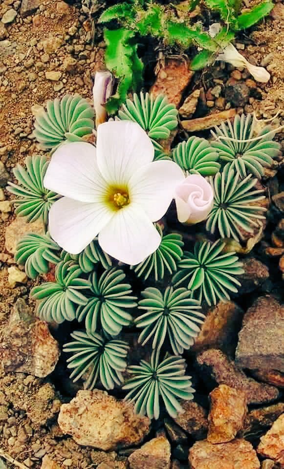 Conduru's tweet photo. God did not give us a spirit of timidity, but a spirit of power, of LOVE and of self-discipline. ~St. Paul ˚¨✴.❤ ˚¨✴.❤ ˚¨✴.❤ #Courage #selflove #knowingThyself #Healing #believe #faith #JoyTrain #spirituality #soul https://t.co/mKAlRJ94HT
