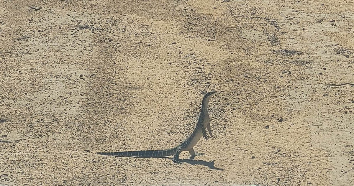 Spotted at #CharlesDarwinReserve – one Varanus gouldii standing tall.

Goannas are known to stand on their hind legs in order to scan their environment for potential danger - does that make me the danger?

<a href="/BushHeritageAus/">Bush Heritage</a>