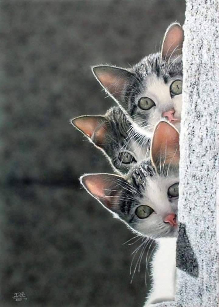Happy Monday 💕🐈‍⬛💕🐈‍⬛💕