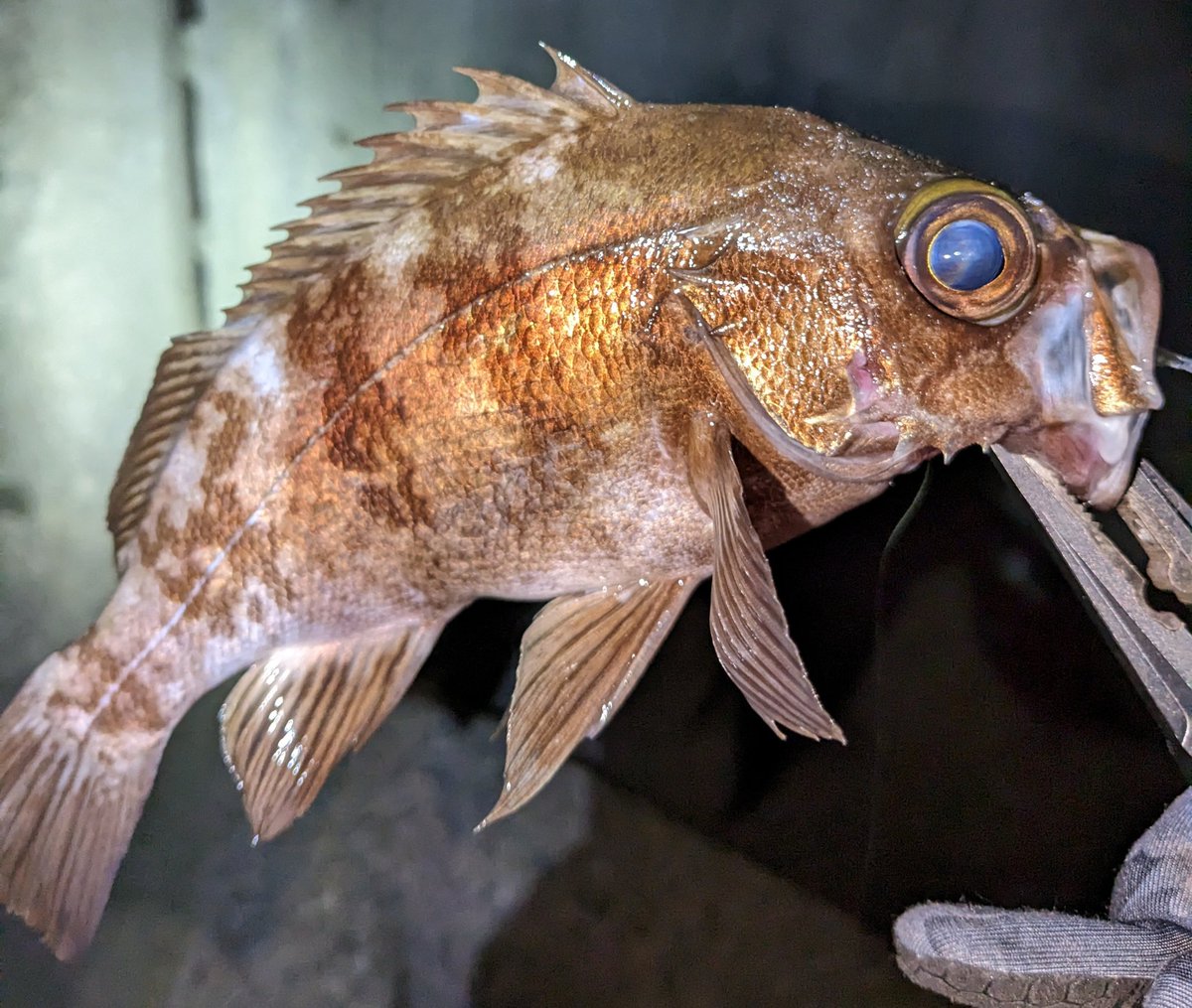 takki22angler's tweet photo. メバリング2日連続釣行🎣
昨日の同じポイントに向かうとボイルもあっていい感じ
サイズUP&8キャッチでした
#メバル
#NonModo
#MAGBITE
#BOOTYSHAKE
#DAIWA
#月下美人 https://t.co/AxBNhQSkhG