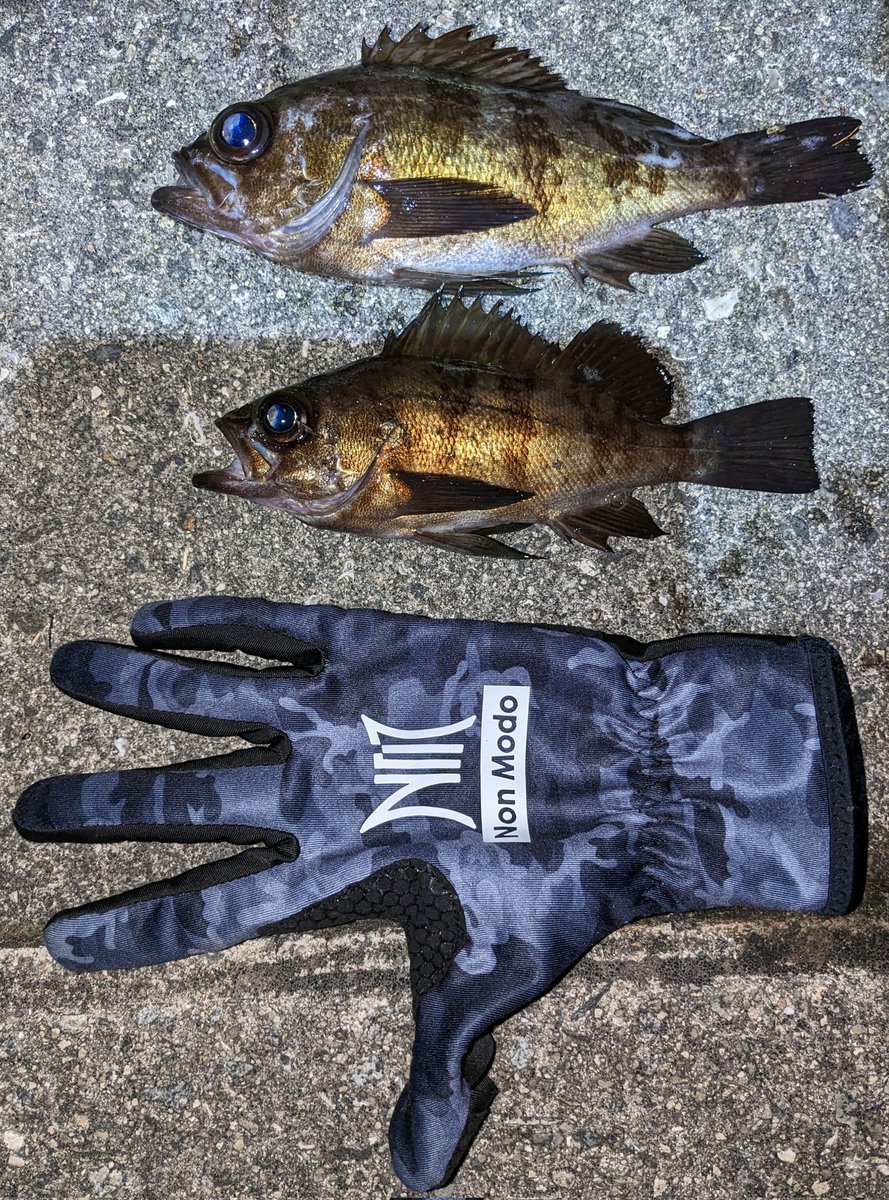 takki22angler's tweet photo. メバリング2日連続釣行🎣
昨日の同じポイントに向かうとボイルもあっていい感じ
サイズUP&8キャッチでした
#メバル
#NonModo
#MAGBITE
#BOOTYSHAKE
#DAIWA
#月下美人 https://t.co/AxBNhQSkhG