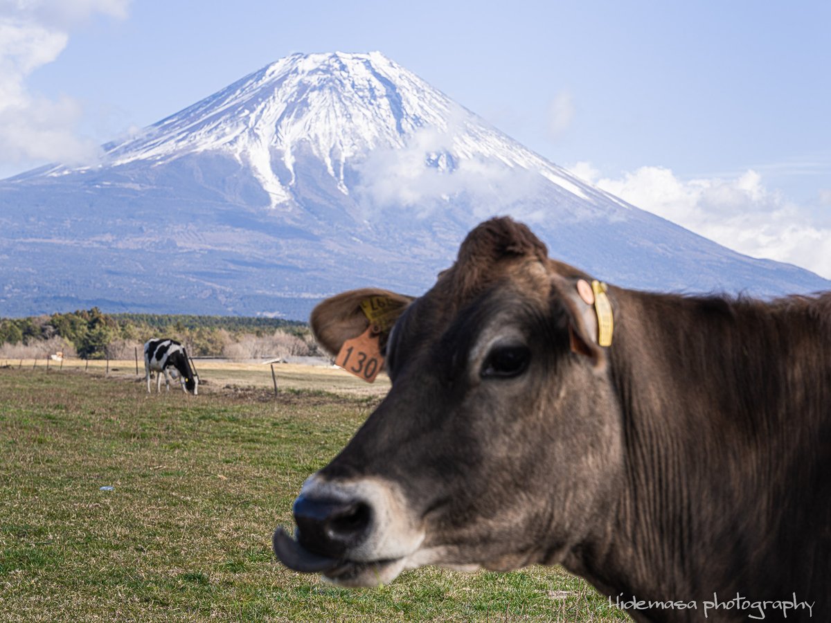 牛さんと富士山