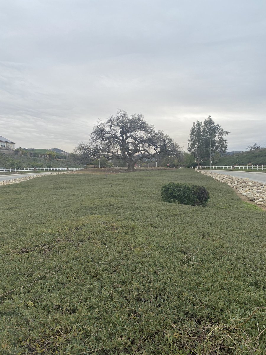 TriciVenola's tweet image. My favorite oak in Simi Valley. Penny pulled over so I could get this to take hone to Istanbul with me.#trees #treepreservation #california