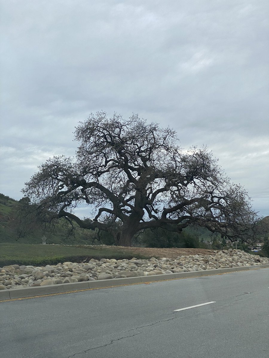 TriciVenola's tweet image. My favorite oak in Simi Valley. Penny pulled over so I could get this to take hone to Istanbul with me.#trees #treepreservation #california