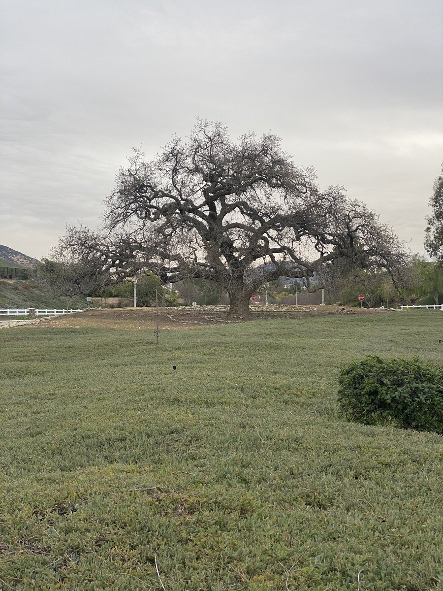 TriciVenola's tweet image. My favorite oak in Simi Valley. Penny pulled over so I could get this to take hone to Istanbul with me.#trees #treepreservation #california