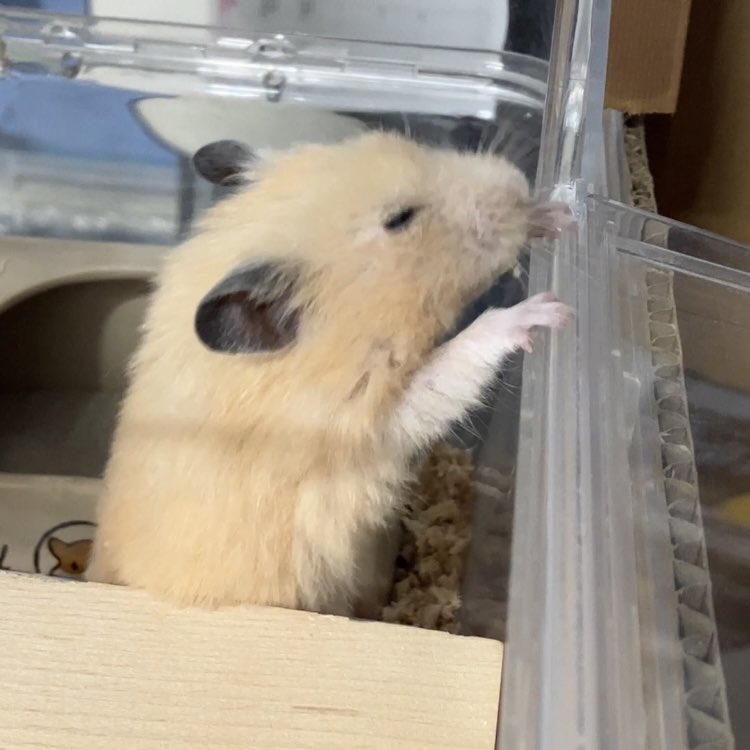 hamster_daizu's tweet photo. しばらく投稿お休みしてました。
大豆くんの体調が芳しくなく、今朝、病院に行ったら肺炎か心臓の病気かもとのこと。

細かい検査は体力の問題でやらない方向に。酸素吸入と投薬で様子を見ることに。

この一ヶ月ほどちょっとヨボヨボになってきたと思ってたら、急に動きが悪くなりました。

(続く) https://t.co/A9Ip4jsXmd