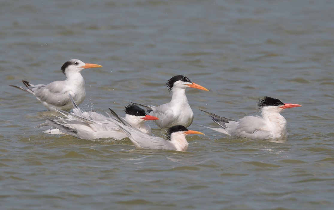 Well? What are they? How many species of terns in this photo from Florida, and which species?

Analysis and answers in the "Field Ornithology" portal of the <a href="/ABA/">Amer. Birding Assoc.</a> website:

aba.org/crested-terns-…