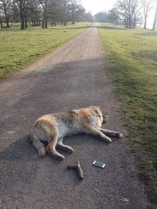 angie_karan's tweet photo. An old tired-looking dog wanders into a guy's yard. He examines the dog's collar and feels his well-fed belly and knows the dog has a home.
The dog follows him into the house, goes down the hall, jumps on the couch, gets comfortable and falls asleep. Story continues in comments❤ https://t.co/t8D8dk8qKM