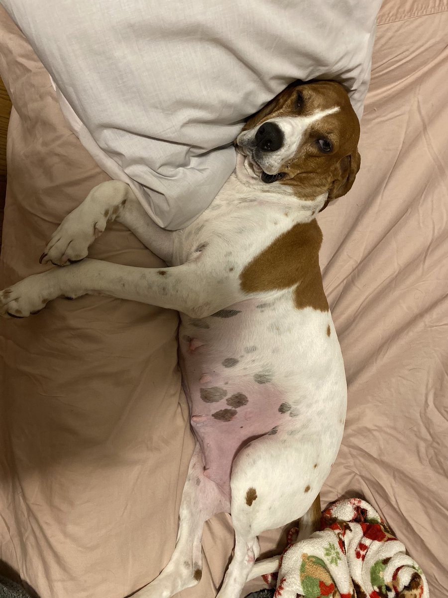 WolfLikeAmi3123's tweet photo. @CoachRobynR Tonight your girl became overheated while sleeping on the down couch. I maneuvered her so that she was sleeping on her side, fanning her down with a Vogue magazine until she stopped panting. π€¦π½ββοΈππ€ #TheThingsYouDo #houndsoftwitter #MyQueen https://t.co/Zfj2z2CzKe