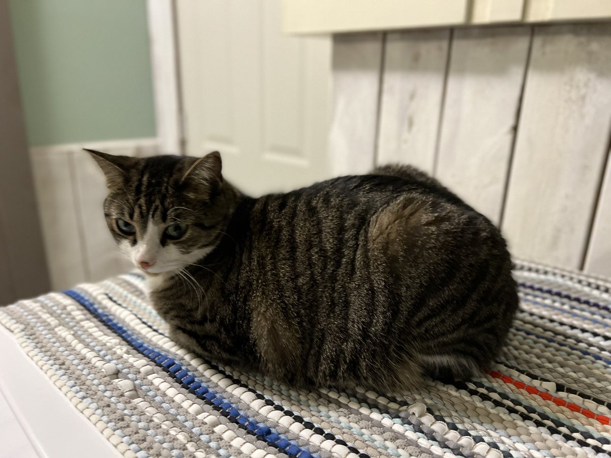 KitHasArrived's tweet photo. I can easily loaf from all angles. https://t.co/ZfIJBxjvAj