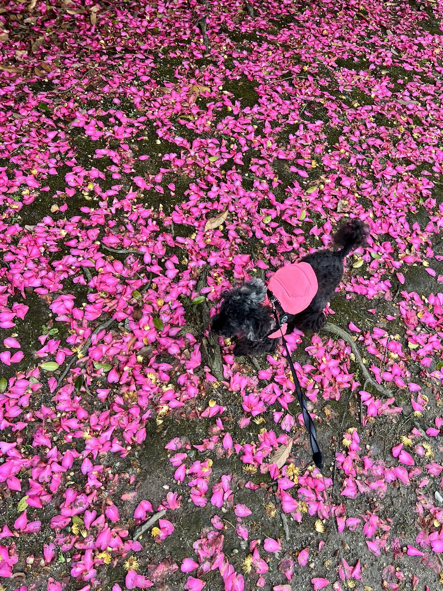 with_a_black_dog tweet media