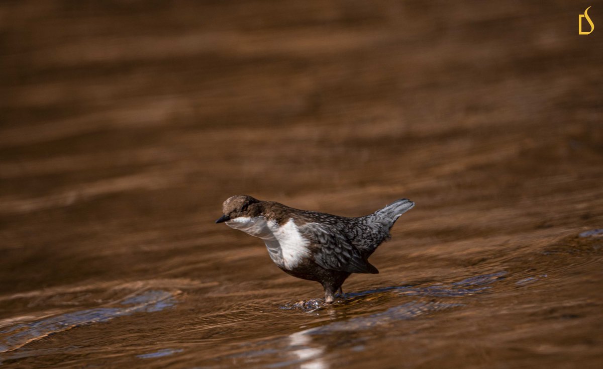 JambeyDondu's tweet photo. White-throated dipper❤️
.
.
.
.
#AssetsofTawang
@moefcc @wti_org_india https://t.co/Fnrsrrq0PG