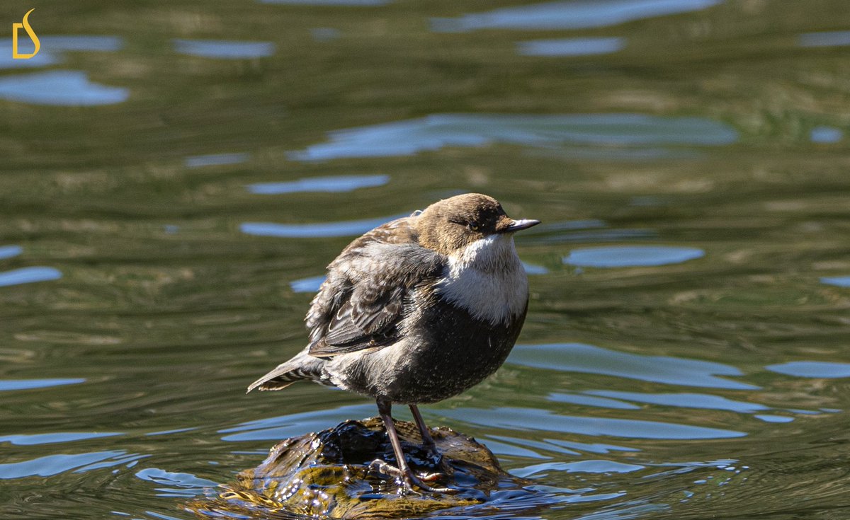 JambeyDondu's tweet photo. White-throated dipper❤️
.
.
.
.
#AssetsofTawang
@moefcc @wti_org_india https://t.co/Fnrsrrq0PG
