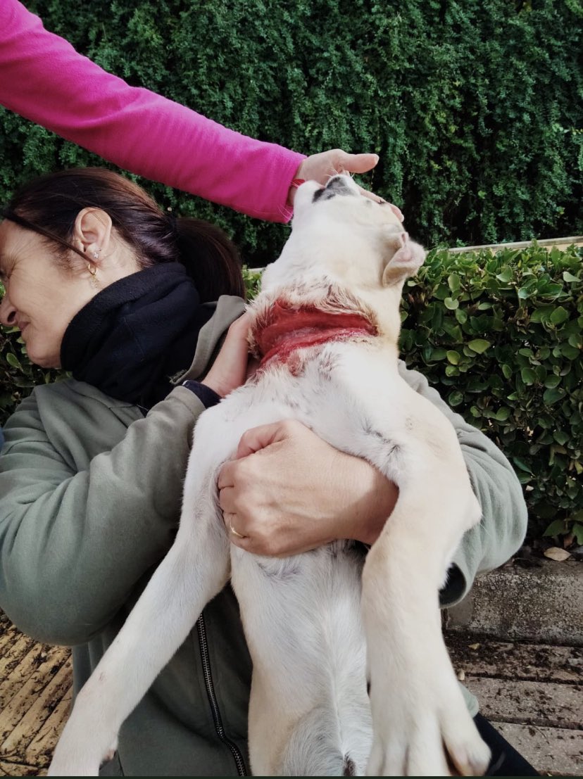 mayumiguillen's tweet photo. Pls help so that Spanish socialism is not complicit in the misery and death of hunting dogs
#MismosPerrosMismaLey
#SameDogsSameLaw 
@SergeiStanishev
@Act4AnimalsEU
@PES_PSE
@Europarl_EN
@EUCouncil
@EU_Commission
@coe
@RobertaMetsola
@vonderleyen
@Paschald
@sanchezcastejon
@PSOE https://t.co/RDoniWRYO5