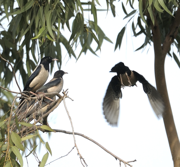 Birds of Delhi #RosyStarling #Nature #IndiAves #TwitterNatureCommunity  #Birds #Wildlife