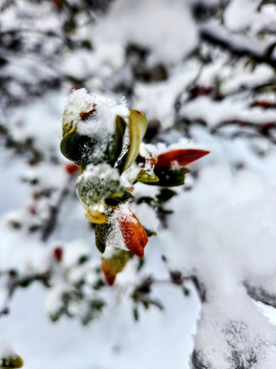 SaraNHHolm's tweet image. Hi #teachnvchat friends! Just popping in to say hi and hope you&apos;re all doing well. Charlie 🐶 and I had a beautiful, snowy ski today. 😊