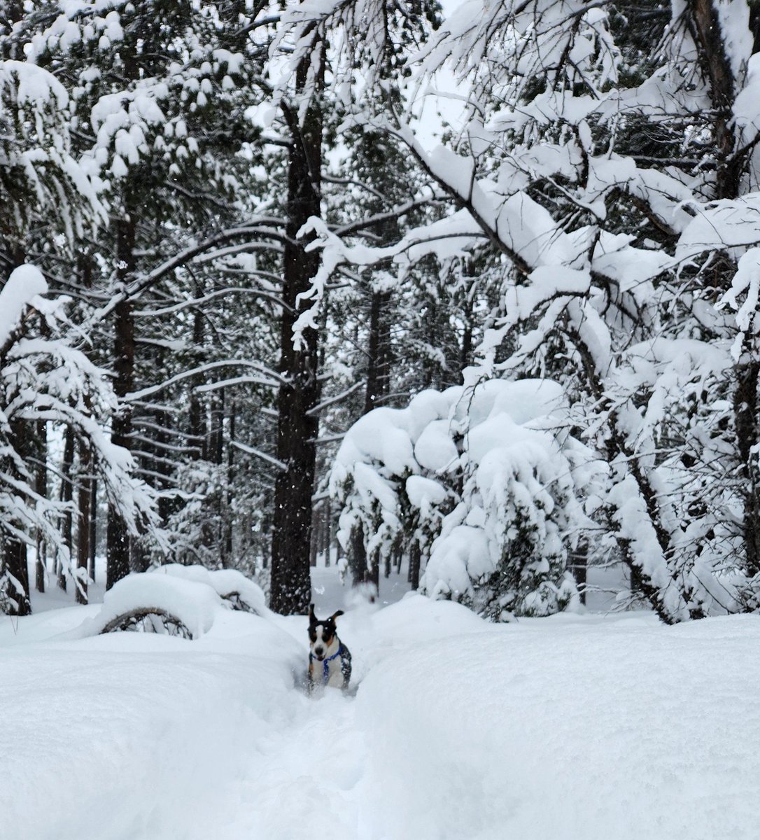 Hi #teachnvchat friends! Just popping in to say hi and hope you're all doing well. Charlie 🐶 and I had a beautiful, snowy ski today. 😊