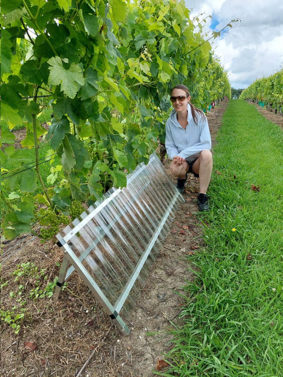SarahJKnight1's tweet photo. Back to my roots! Great day in the field getting ready for a new vineyard trial! Super excited to get this research underway - watch this space! @BragatoResearch @AmberParkerNZ @LJiraska @ScienceUoA https://t.co/Ib09LmDH80