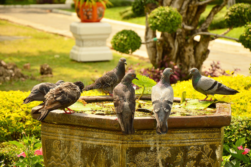 נועם דרומי tweet media