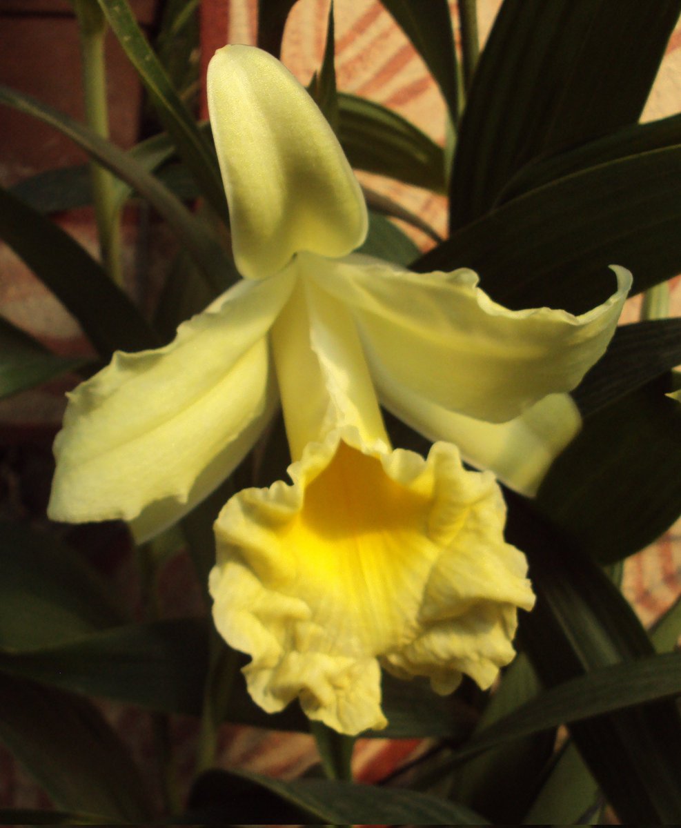 Sobralia xantholeuca #guatemalamegadiversa #orchidaceae #orquideas #orquideasdeguatemala #orchids