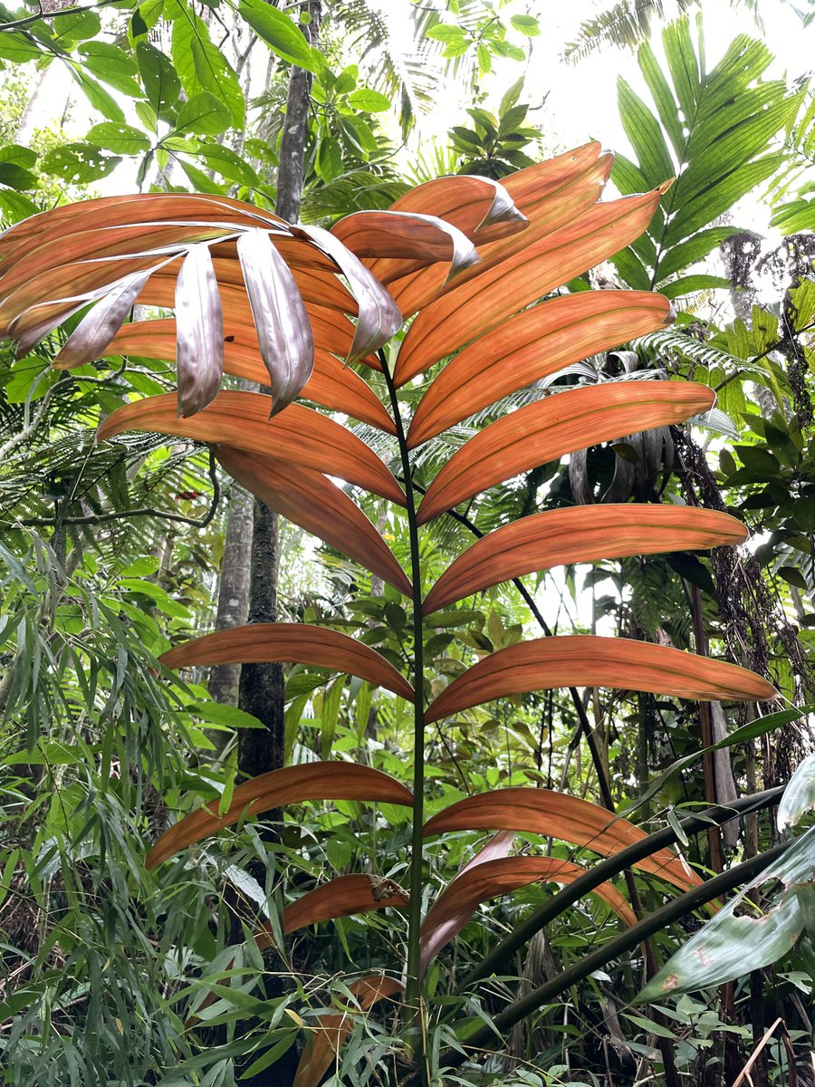 Red flame palm near Kona in the cloud forest sanctuary.  #palm #hawaii #forest #plant #vacation #gardening #garden
