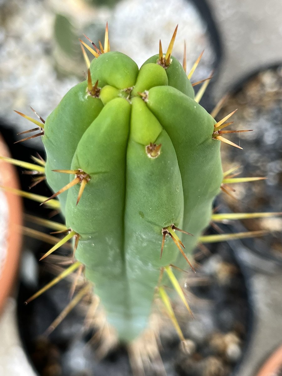 AirmedCo's tweet photo. For winter we are posting vintage item auctions. Our Trichocereus and sacred cactus will be back up for auction starting in May. I will be posting updates and pics of cactus for sale in the next few months! #trichocereus #cacus #cacti #vintage #Auction #ebay https://t.co/uXhLVUb77O