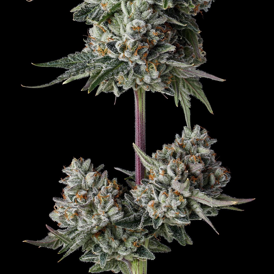 Raw_Genetics_'s tweet image. #GCode - #SubzeroOG x #GeorgiaPie big gas packs ⛽️