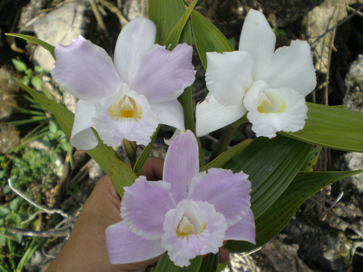 Sobralia cobanensis #sobralia #sobraliacobanensis #guatemala #guatemalamegadiversa #orchidaceae #orquideas #orchids #orquideasdeguatemala