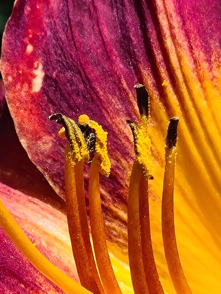 @BeeAsMarine @SalfordMe2023 @JordanMulinzi @mitzijonelle @mnyomb1 @GeraldKutney @WWF_SpecEnvoy @endelstamberg @vanessa_vash @ErlijnG @Luisamneubauer Microbees hard at it in the @RBGSydney yesterday