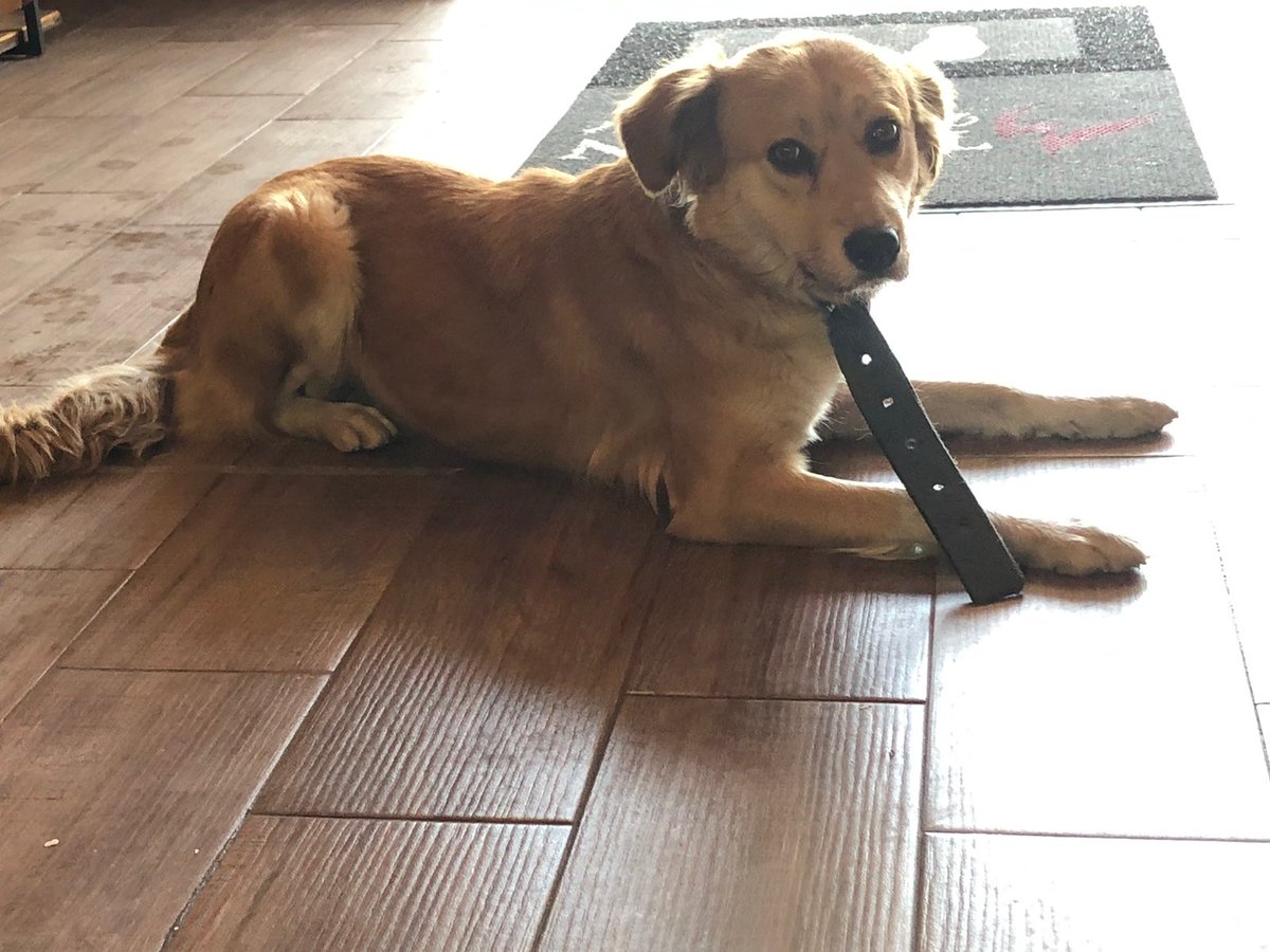 PERRITA ENCONTRADA POR LAS TORRES hace 3 días‼️‼️
se le está buscando un hogar temporal y en caso de que no se encuentren a sus dueños se daría en adopción, si les interesaría adoptarla escríbanme. AYÚDENME DÁNDOLE RT 🙏🏻🐾
