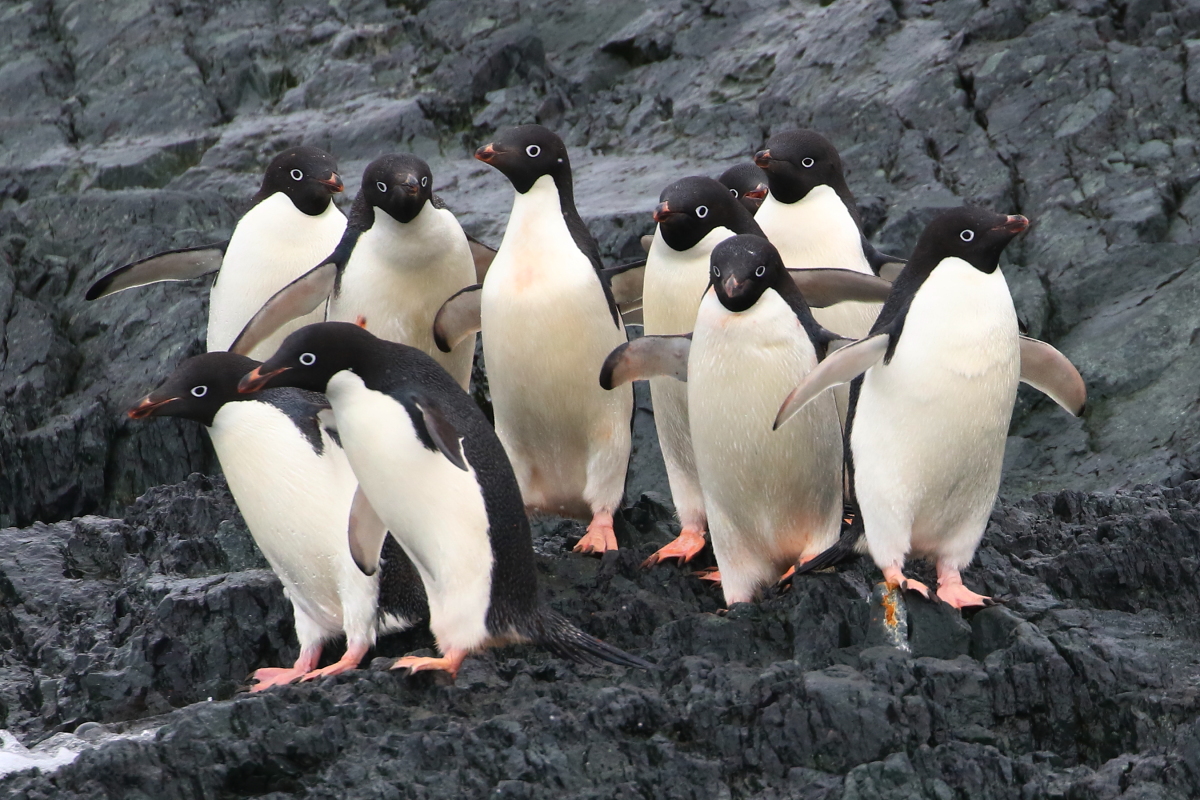 Dispatch from south of the Antarctic Circle: Currently sailing on <a href="/QuarkExpedition/">Quark Expeditions</a>'s MV Ultramarine,
homeward bound after an incredible trip to visit #Antarctica.  More later, but for now here's some
Adelie #penguins hanging around Detaille Island.