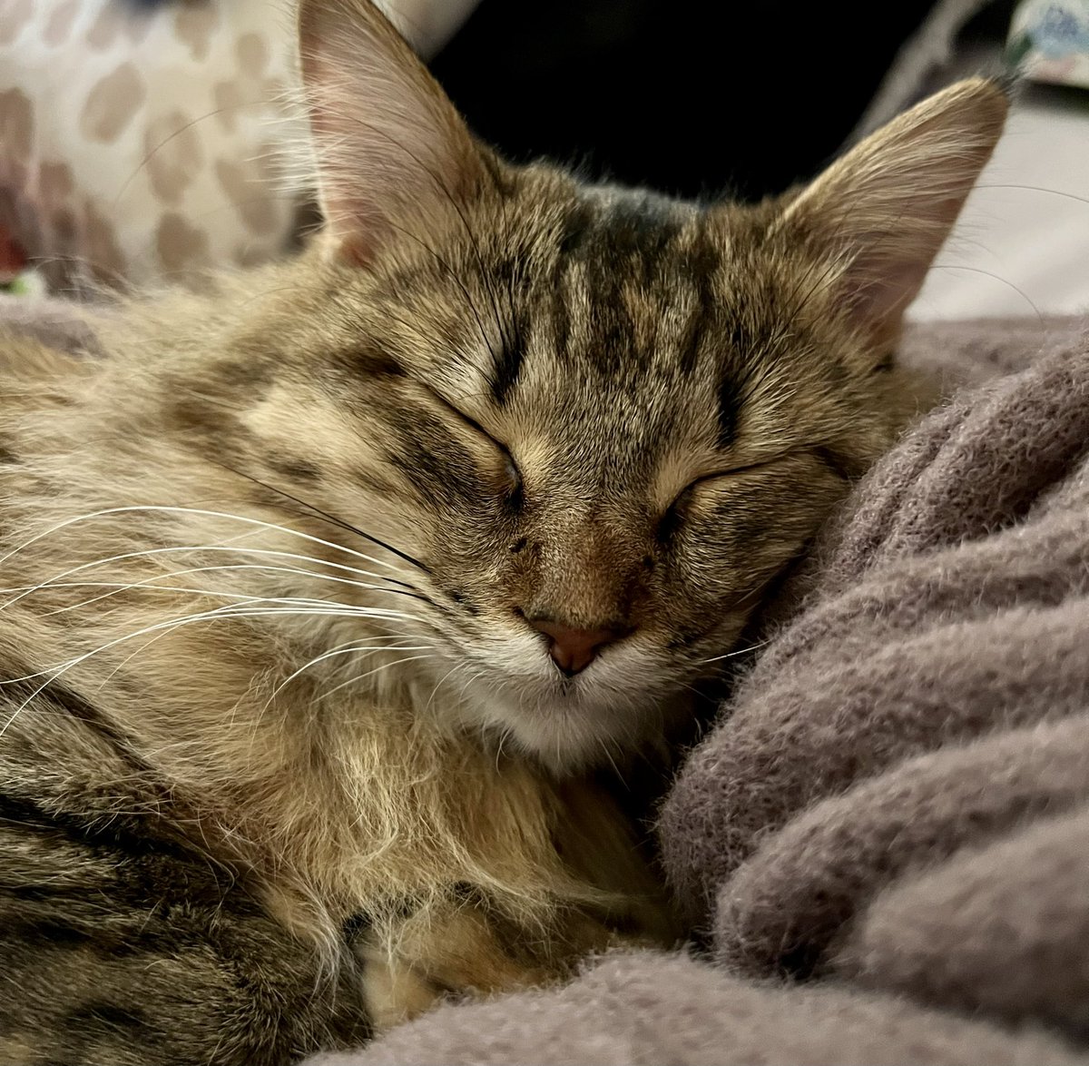 MissMabelMeows's tweet photo. Happy #SleepySunday 🐱 #CatsOfTwitter https://t.co/1VOfbO22EN
