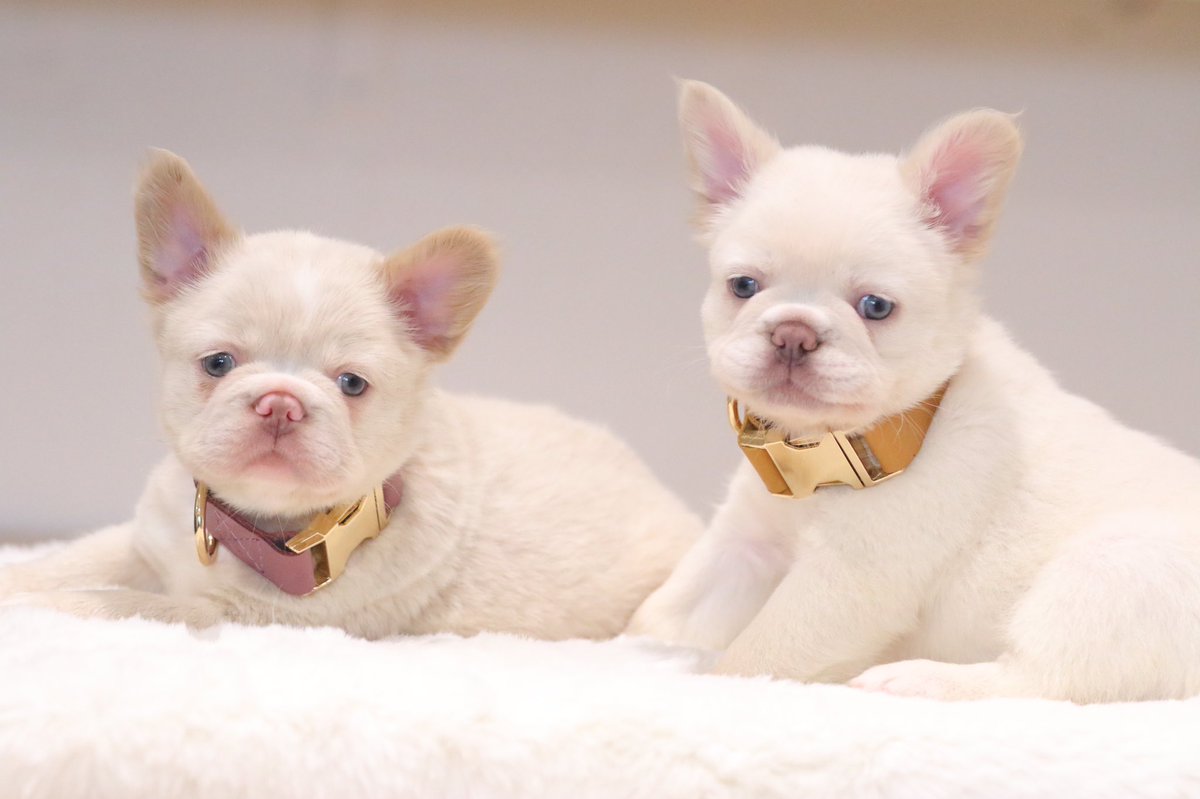 ddelarosax3's tweet photo. The girls 🐾💗 https://t.co/OQ99dGBG5j