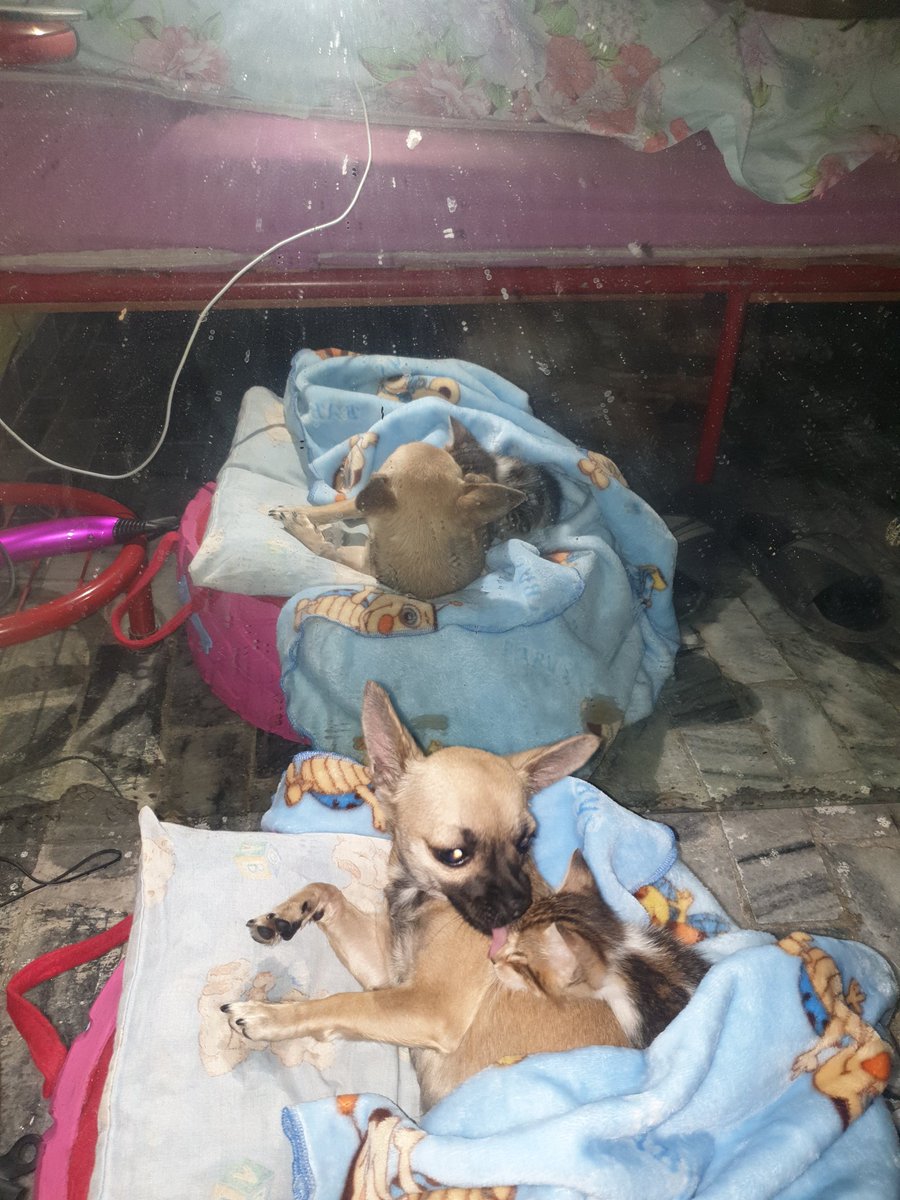 Ghost4029's tweet photo. @FiloProtector Yo recogí un gatito ciego y lo puse a dormir 😴 con mi chihuahua https://t.co/UWG5ShkafQ
