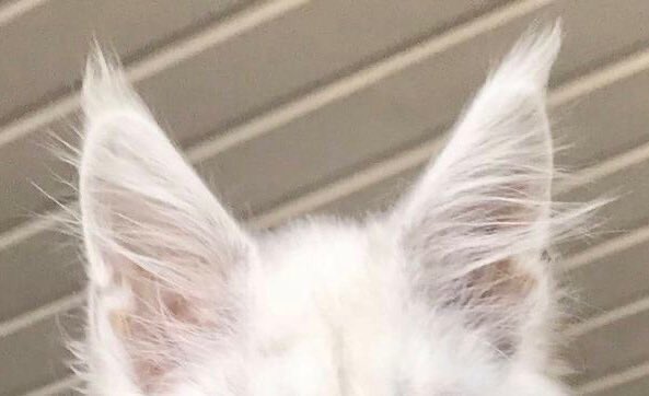 ssatorv's tweet photo. ini lucuuu bngttt dua meng kuu😾🤍💛 https://t.co/HxTimoiw1B