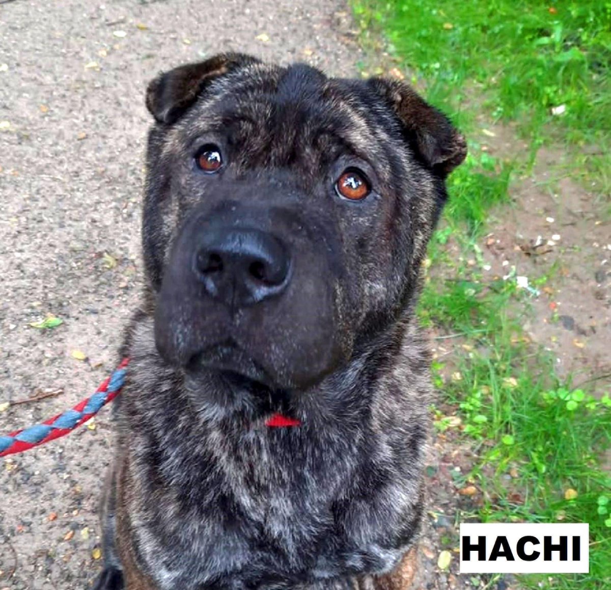 WelpenZ's tweet photo. Hachi verliert sein Zuhause in #wassenberg bei #heinsberg #nrw Der hübsche #Sharpei Mischling sucht liebe Menschen und #Molosser Freunde. Mehr Infos auf Insta & FB. Sehr freundlich, 3 Jahre, 60cm, verschmust, verspielt. #zuhausegesucht #hunde #imzentrum #tierheim #tierschutz #ja https://t.co/abVjzgnxKy