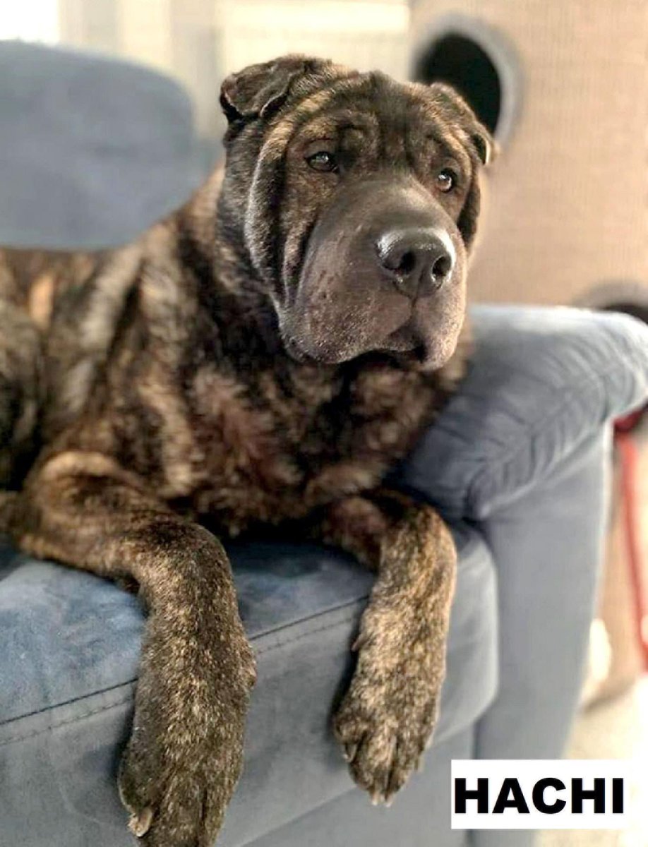 WelpenZ's tweet photo. Hachi verliert sein Zuhause in #wassenberg bei #heinsberg #nrw Der hübsche #Sharpei Mischling sucht liebe Menschen und #Molosser Freunde. Mehr Infos auf Insta & FB. Sehr freundlich, 3 Jahre, 60cm, verschmust, verspielt. #zuhausegesucht #hunde #imzentrum #tierheim #tierschutz #ja https://t.co/abVjzgnxKy