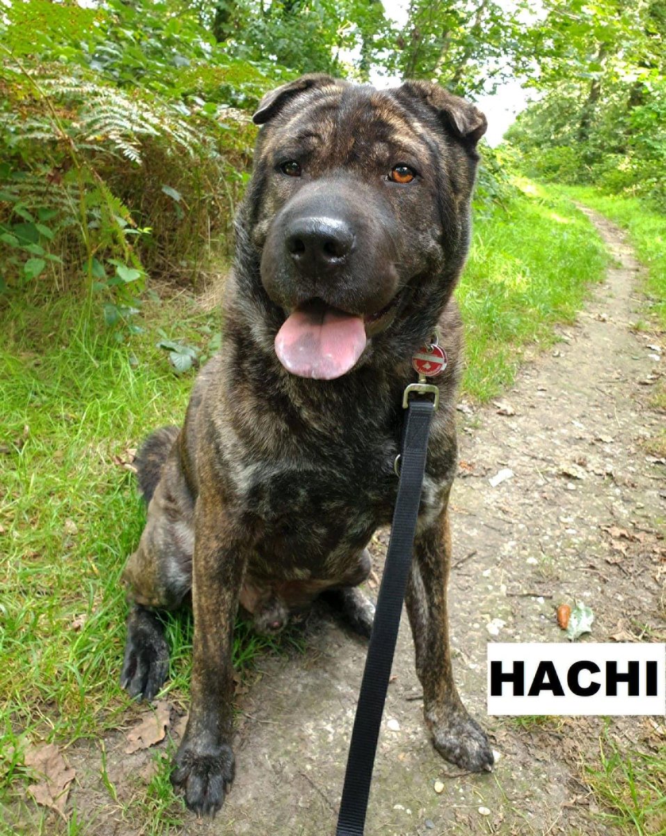 WelpenZ's tweet photo. Hachi verliert sein Zuhause in #wassenberg bei #heinsberg #nrw Der hübsche #Sharpei Mischling sucht liebe Menschen und #Molosser Freunde. Mehr Infos auf Insta & FB. Sehr freundlich, 3 Jahre, 60cm, verschmust, verspielt. #zuhausegesucht #hunde #imzentrum #tierheim #tierschutz #ja https://t.co/abVjzgnxKy