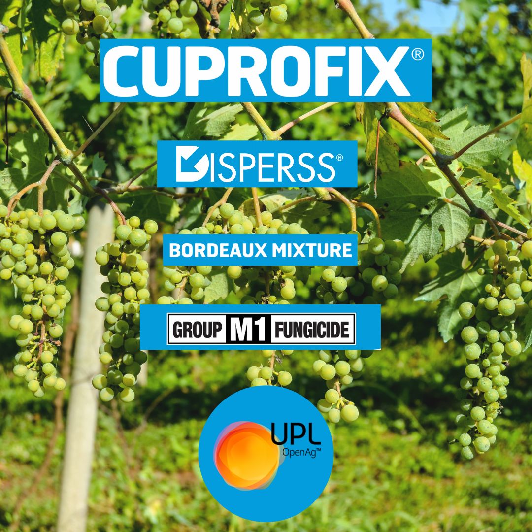 UPLAUSLtd's tweet photo. 🌧️🍇 Protect your #grapevines from #downymildew &amp; disease with #Cuprofix® copper sulphate #fungicide following the wet spring. Bordeaux mixture for #organic &amp; conventional #vineyards. 🍷 Learn more 👉 https://t.co/K1tSRRbEuY #UPL #OpenAg https://t.co/YiL2KnI0oM