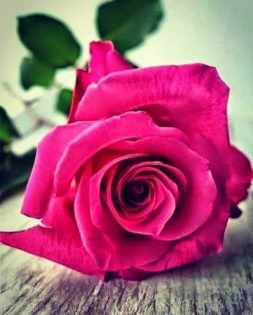 BonjourMissLie's tweet photo. My Monday #MOOOIII https://t.co/DKbYFIuQRG